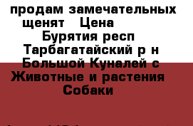 продам замечательных щенят › Цена ­ 1 000 - Бурятия респ., Тарбагатайский р-н, Большой Куналей с. Животные и растения » Собаки   